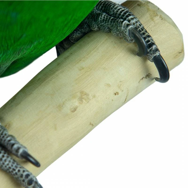 Aire De Jeux En Bois De Java Avec Socle - Medium - Back Zoo Nature 9 Aire De Jeux En Bois De Java Avec Socle - Medium - Back Zoo Nature - Image 7