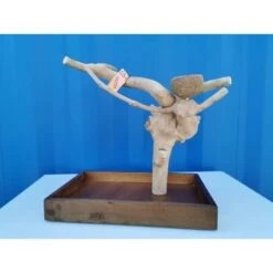 Aire De Jeux En Bois De Java Avec Socle - Small - Back Zoo Nature 12 Aire De Jeux En Bois De Java Avec Socle - Small - Back Zoo Nature -Bird Supply Store aire de jeux en bois de java avec socle small back zoo nature zf1112 back zoo nature aire de jeux en bois de java avec socle et 1 2