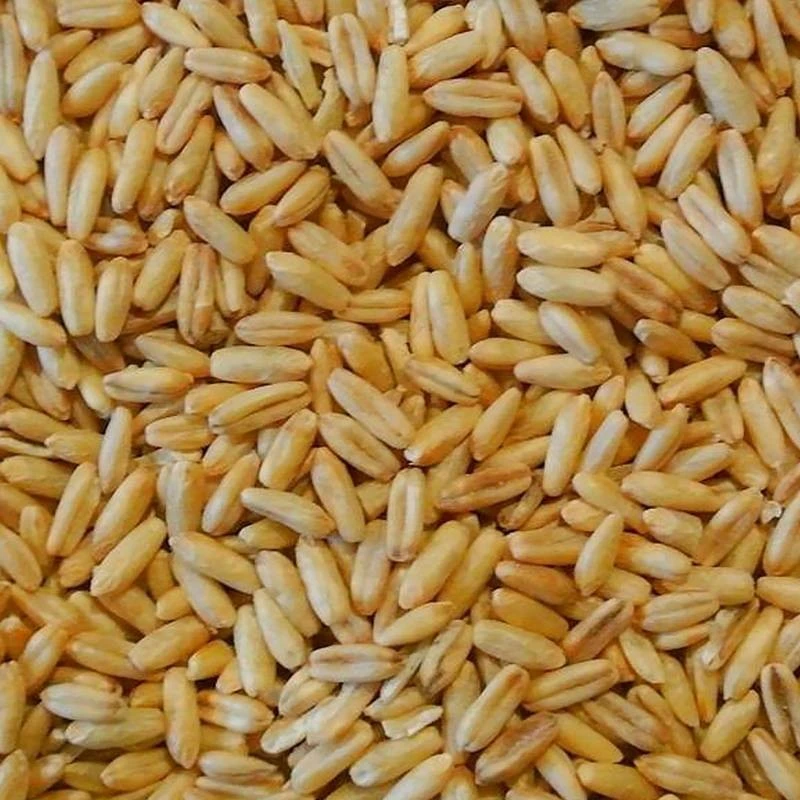 Avoine Pelée 25kg - Duvo 4 Avoine Pelée 25kg - Duvo - Image 2