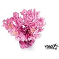 Coraux 7 - 20x18x13cm - Giganterra