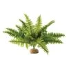 Exo Fougère De Boston M - Exo Terra -Bird Supply Store exo fougere de boston m exo terra 33 pt2995 exo terra exo fougere de boston m exo terra