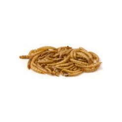 Mealworm, Vers De Farine Déshydratés 10kg