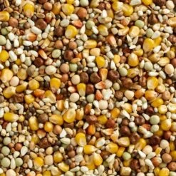 Mélange Maxi Sport 3M Cribs 25kg - Natural 5 Mélange Maxi Sport 3M Cribs 25kg - Natural -Bird Supply Store melange maxi sport 3m cribs 25kg natural 105103725 natural natural maxi sport 2m cribs un melange sportif de veuvage pour les lo 1