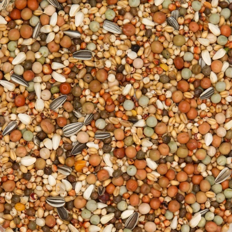 Mélanges Olympia 48 - Olympia Elevage & Pigeonneaux Sans Maïs 25kg - Beyers 4 Mélanges Olympia 48 - Olympia Elevage & Pigeonneaux Sans Maïs 25kg - Beyers - Image 2