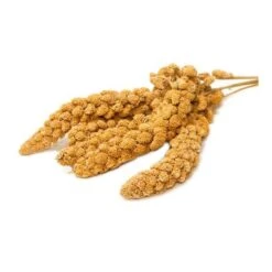 Millet En Grappes En Seau De 5kg - Ornibird 5 Millet En Grappes En Seau De 5kg - Ornibird -Bird Supply Store millet en grappes en seau de 5kg ornibird 700230 private label ornibird le millet rentre dans lalimentation de tous les oiseaux 1 1