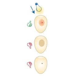 Mire Oeufs - Fauna 9 Mire Oeufs - Fauna -Bird Supply Store mire oeufs fauna 14340 fauna birdproducts ce stylo permet de controler la fecondite des oeufs il est livre avec 2 piles 3