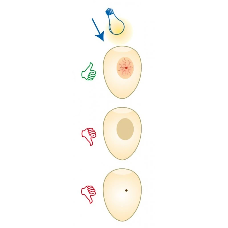 Mire Oeufs - Fauna 6 Mire Oeufs - Fauna - Image 4