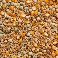 Mue Méthionine Actif 25kg - Beyers 5 Mue Méthionine Actif 25kg - Beyers -Bird Supply Store mue methionine actif 25kg beyers 004485 beyers beyers mue methionine actifaliment mue pour pigeons avec mais cribbs francais et 1 1