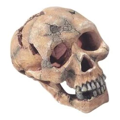 Skull L-15cm - Aqua Della