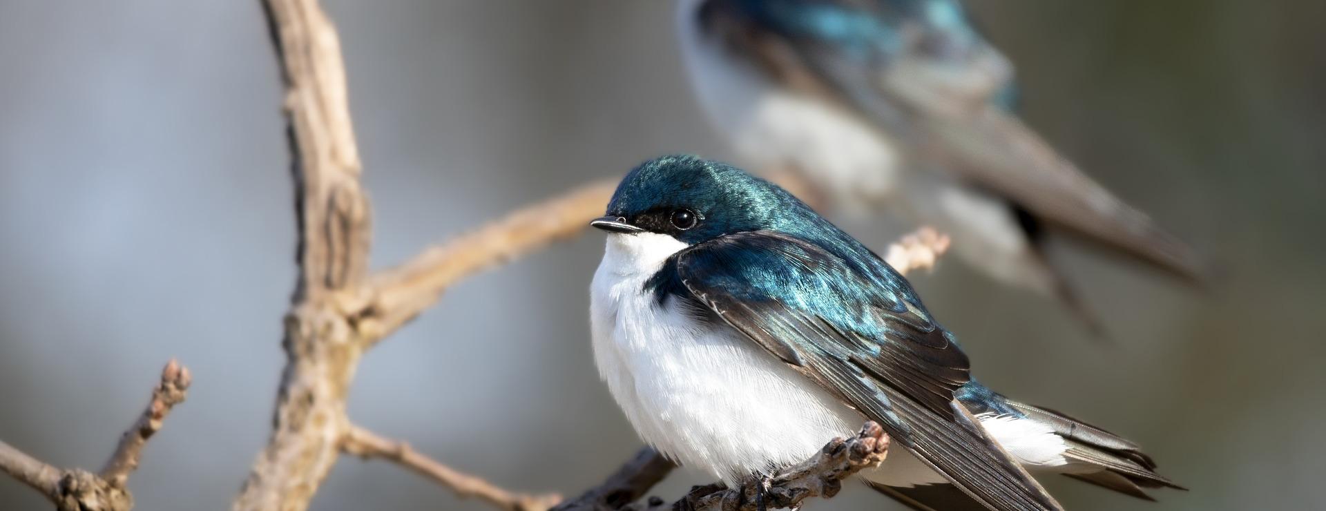 Bird Supply Store -Bird Supply Store tree swallows 8062157 1920